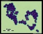 Staph micrograph